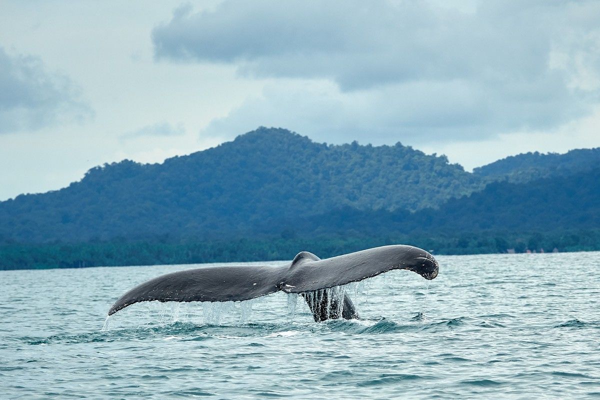 Avistamiento de ballenas y ecoturismo en Nuquí​